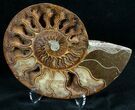 Stunning Cut & Polished Ammonite #6879-3